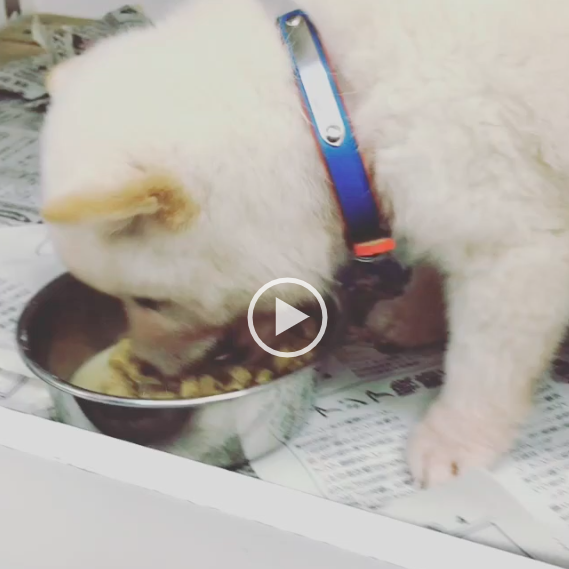 ドッグフードを食べてみた 犬に優しいドッグフード Native Dog